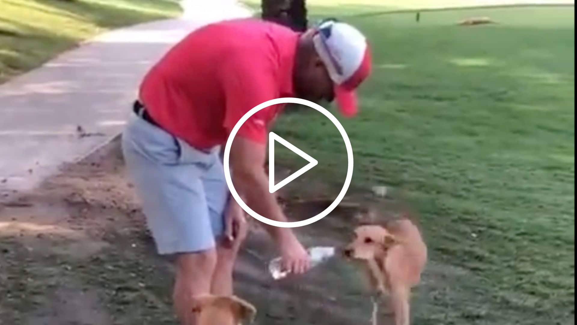 [Watch] David Warner's Heartwarming Gesture For Stray Dogs Grabs Limelight